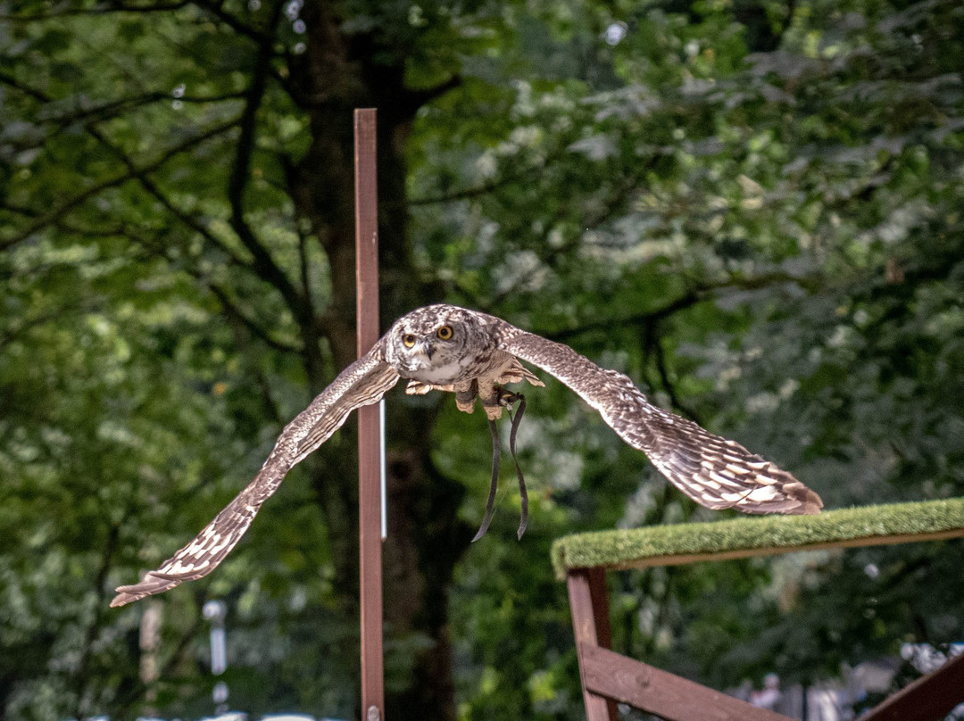 Loch Lomond Bird of Prey Centre景点图片