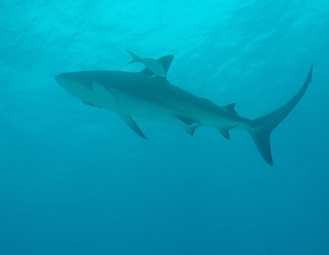Grand Bahama Scuba-弗里波特必去景点
