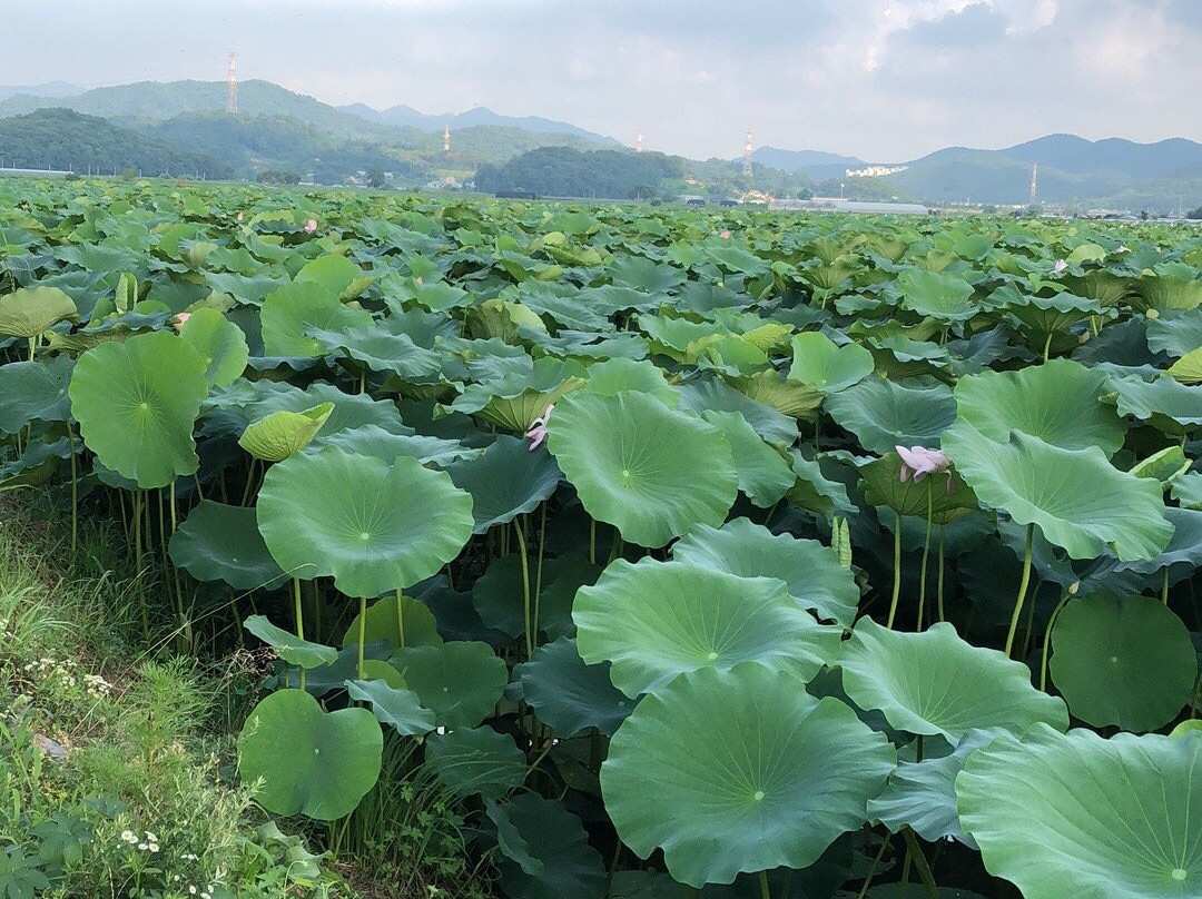 Siheung Lotus Flower Theme Park-始兴市必去景点