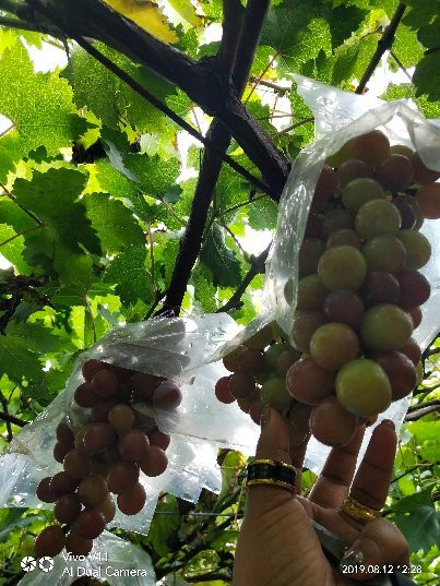 Gapuz Grapes Farm景点图片