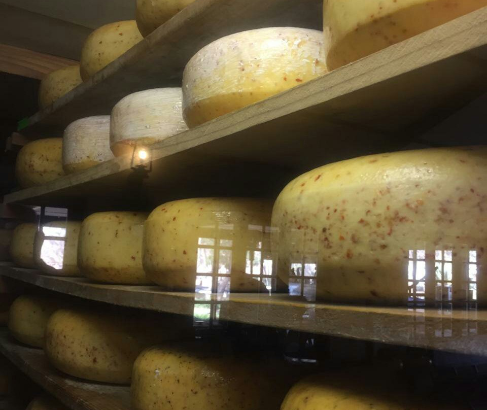 Van Gaalen Kaasmakerij-Madibeng必去景点