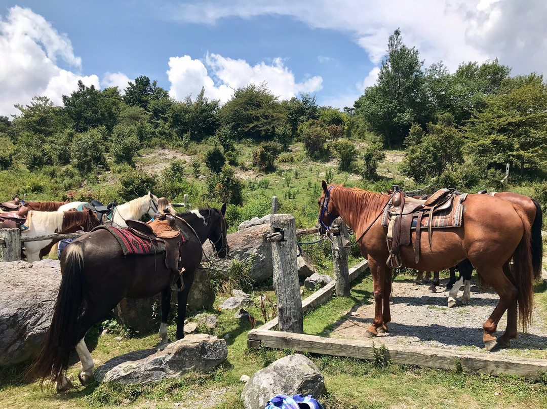Appalachian Horseback Riding Adventures-Troutdale必去景点