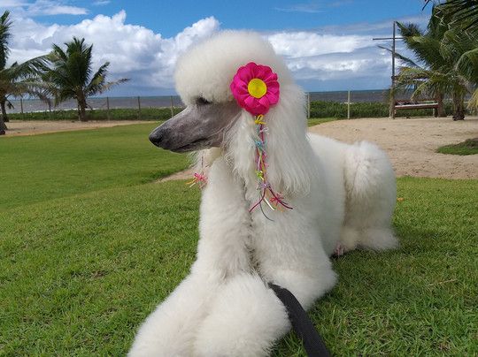 B Blue Beachouses主图