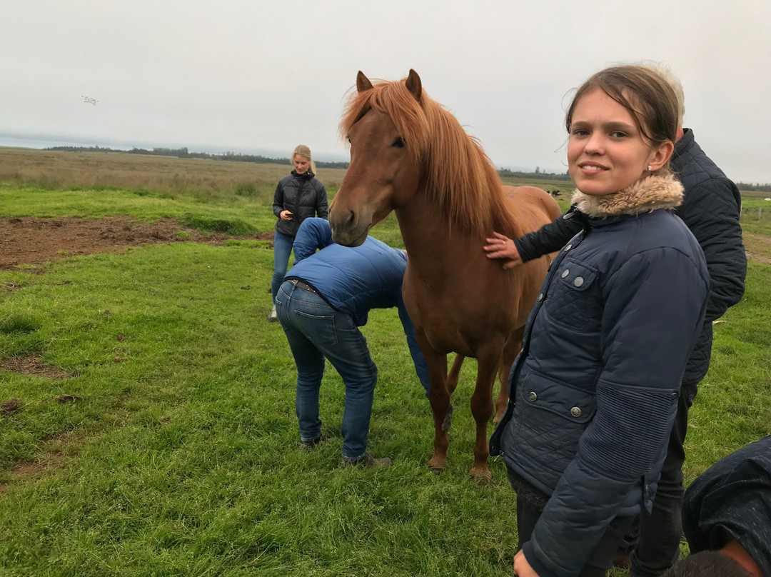 Brunir Horse-阿克雷里必去景点