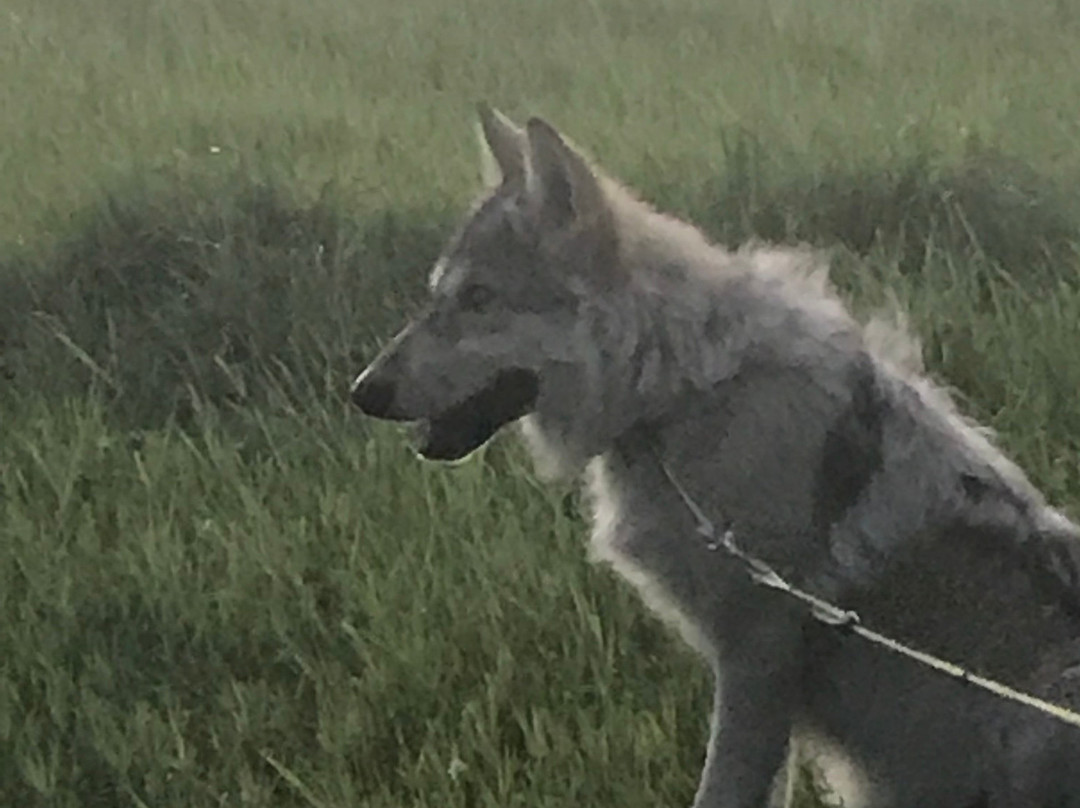 Howlers Inn Bed & Breakfast and Wolf Sanctuary主图