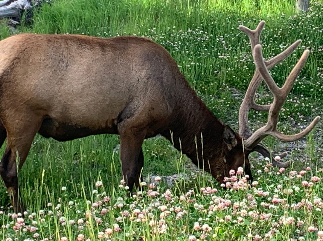 Wake Up to Wildlife Tour景点图片