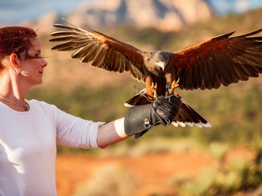 International Raptor & Falconry Center-弗拉格斯塔夫必去景点