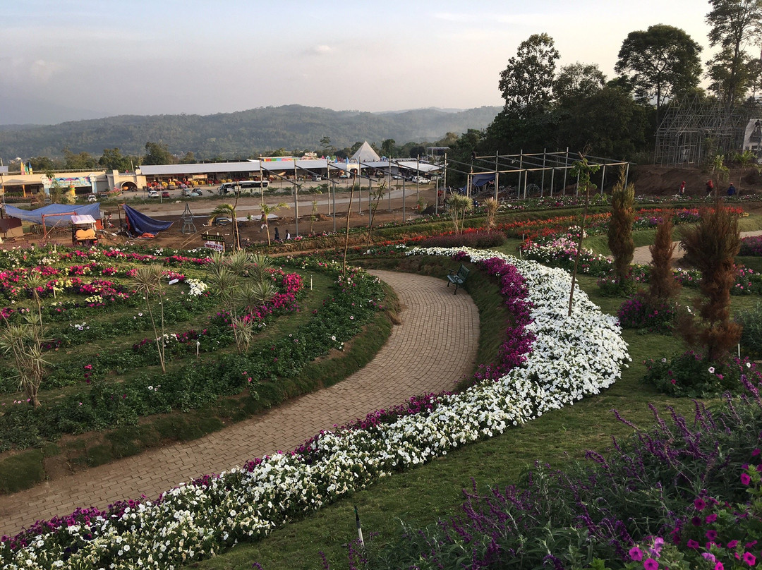 Celosia Flower Garden景点图片