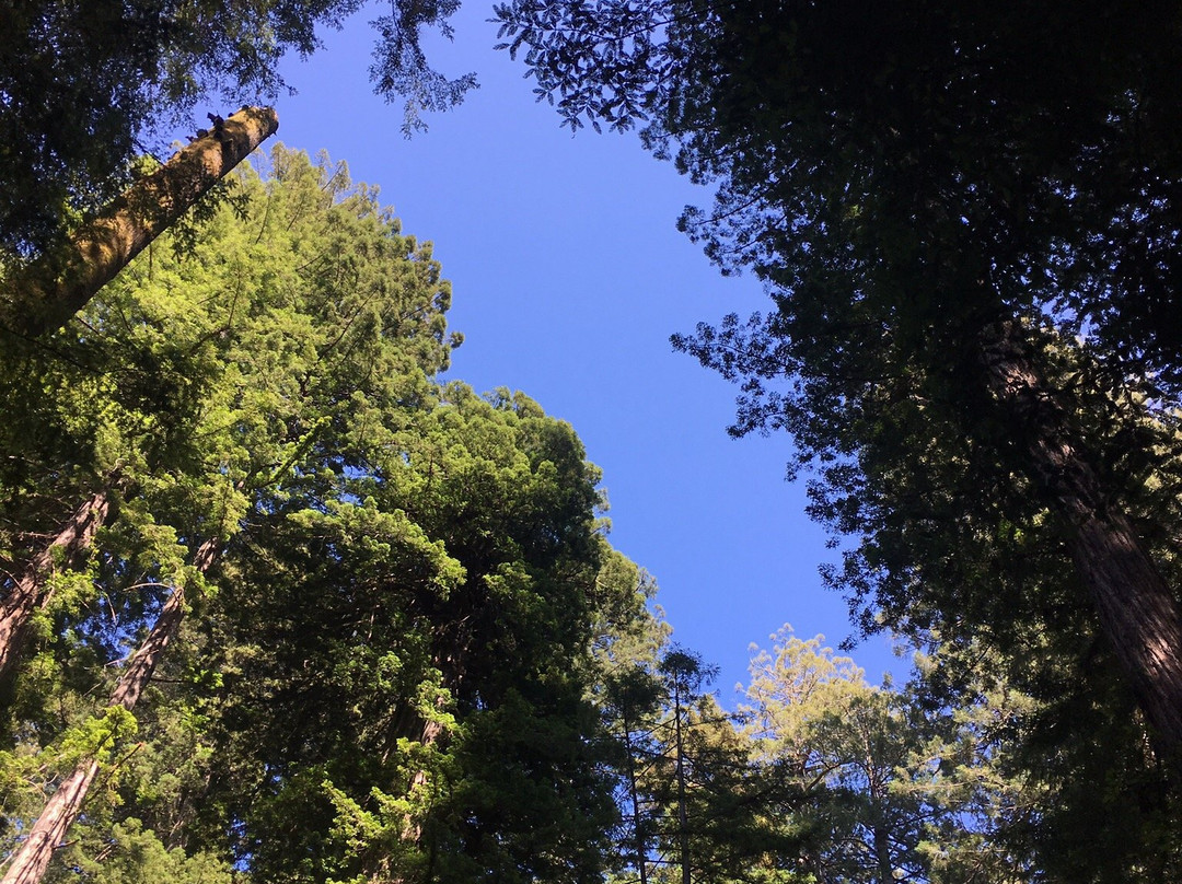 Prairie Creek Redwoods State Park景点图片
