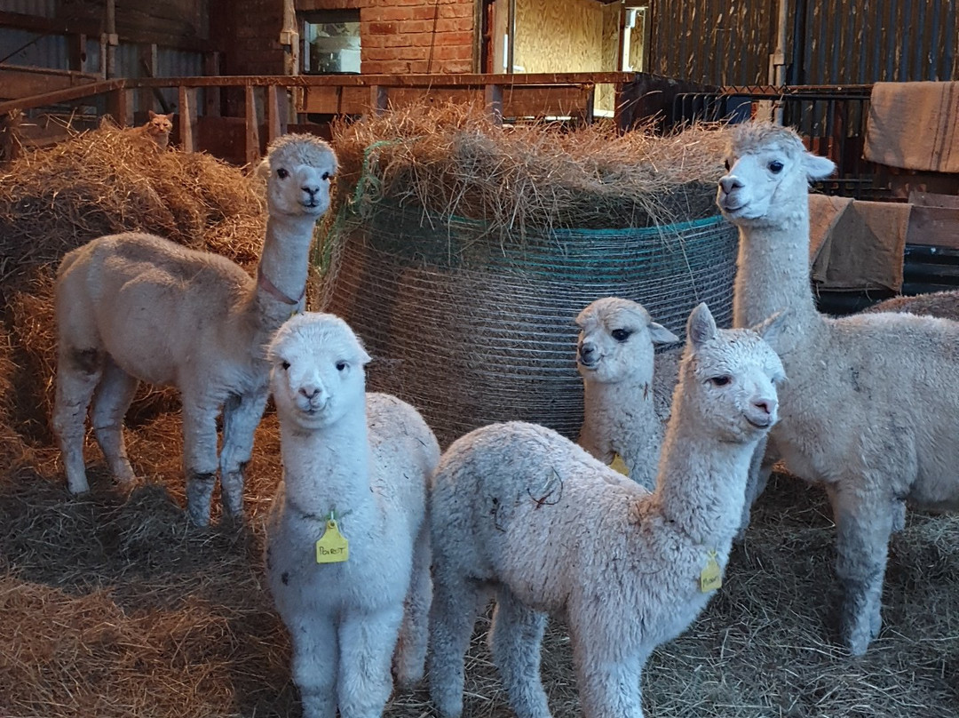 Kooinda Alpacas景点图片