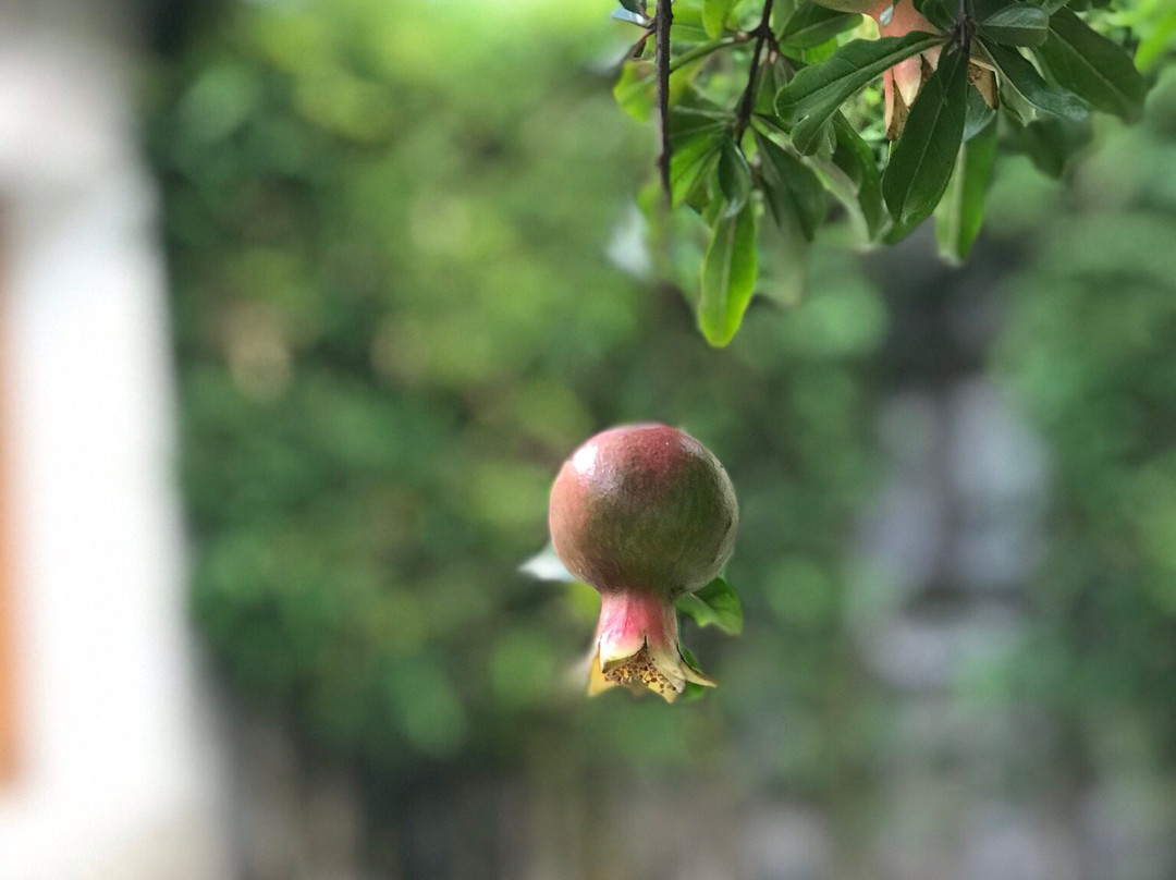 Hacienda Soltpec主图