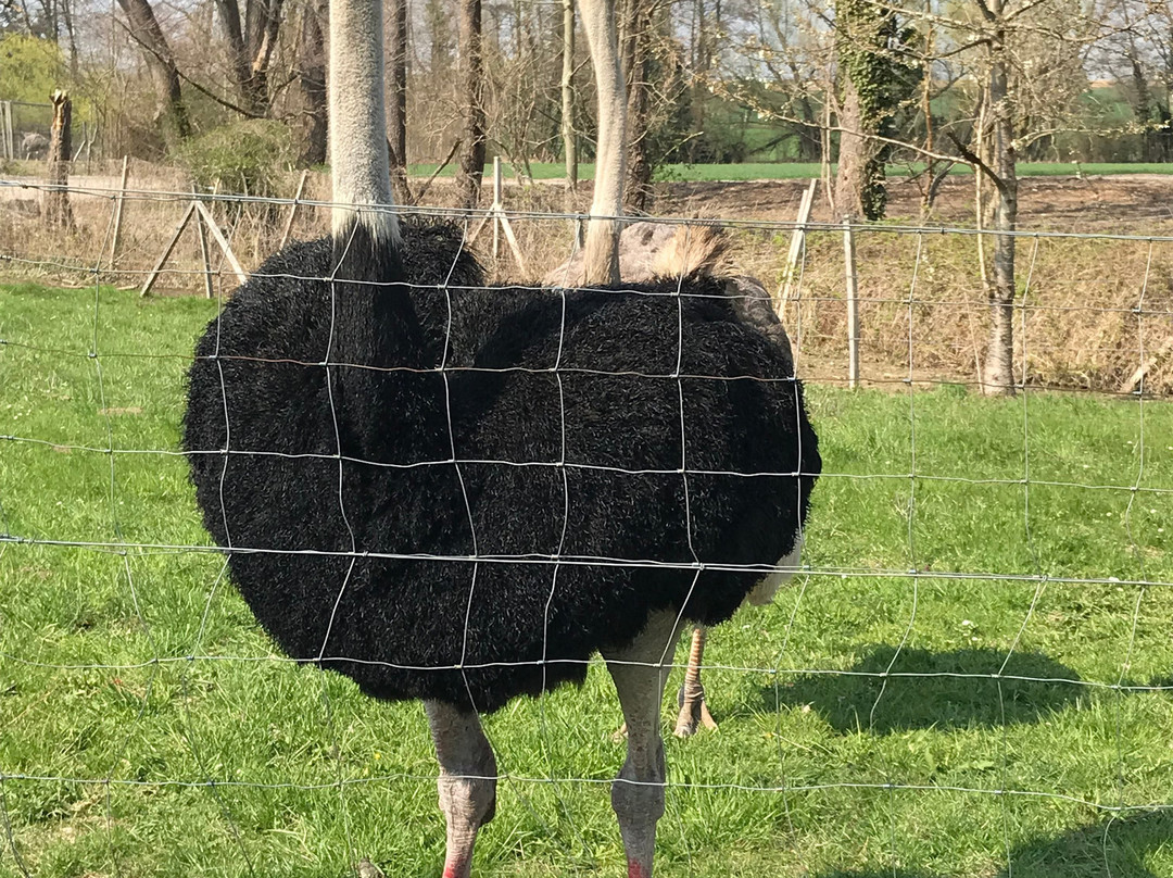 Straussenfarm Mhou-Rulzheim必去景点