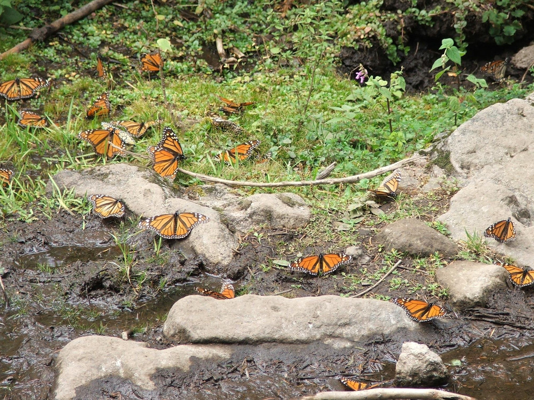 Flip Flop Nomad Tours-Melaque必去景点