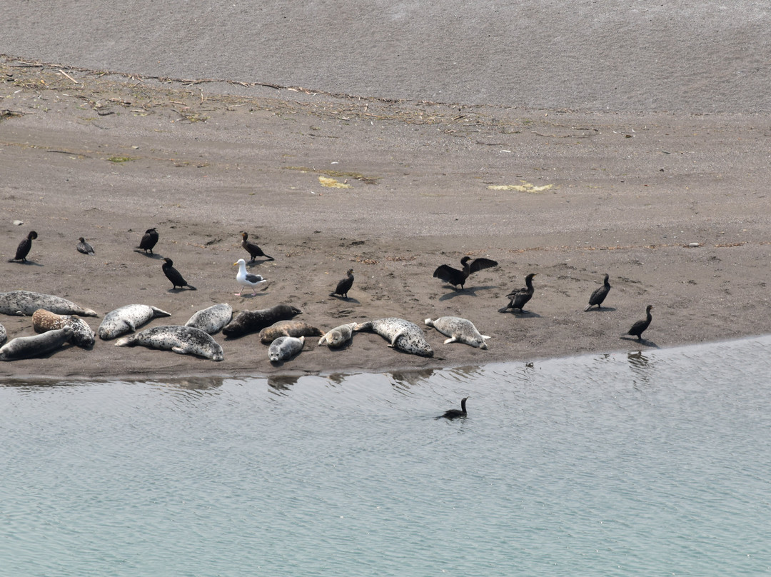 Harbor Seal Nursery景点图片