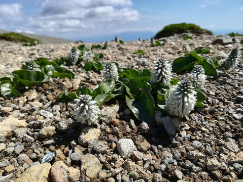 Yubaridake-夕张市必去景点