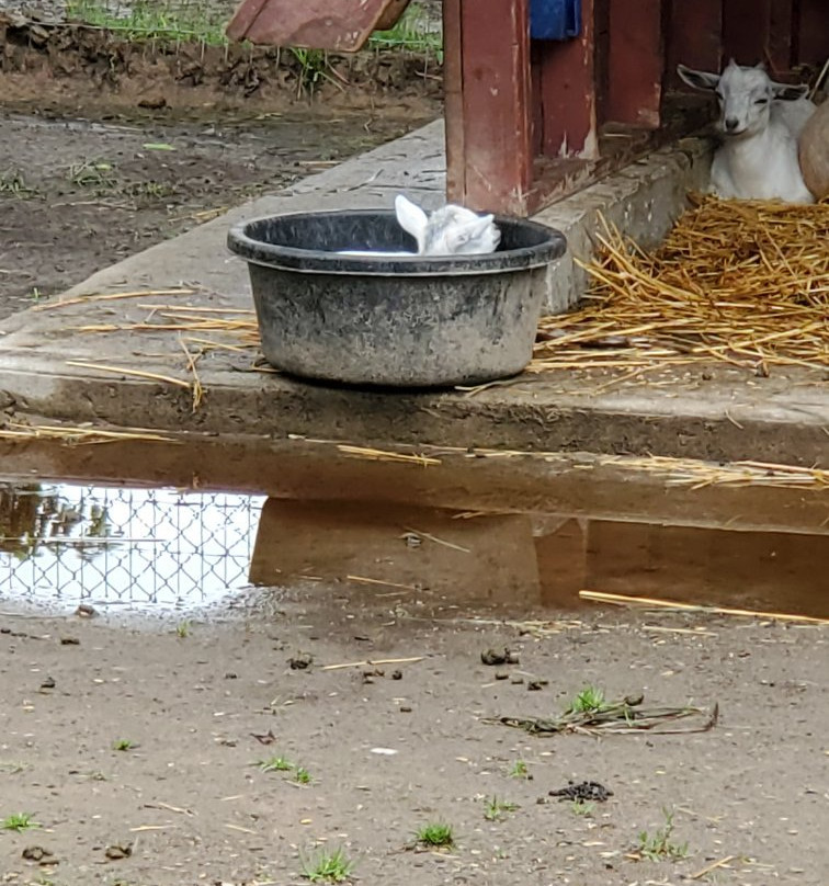 Happy Rolph's Animal Farm-圣凯瑟琳斯必去景点