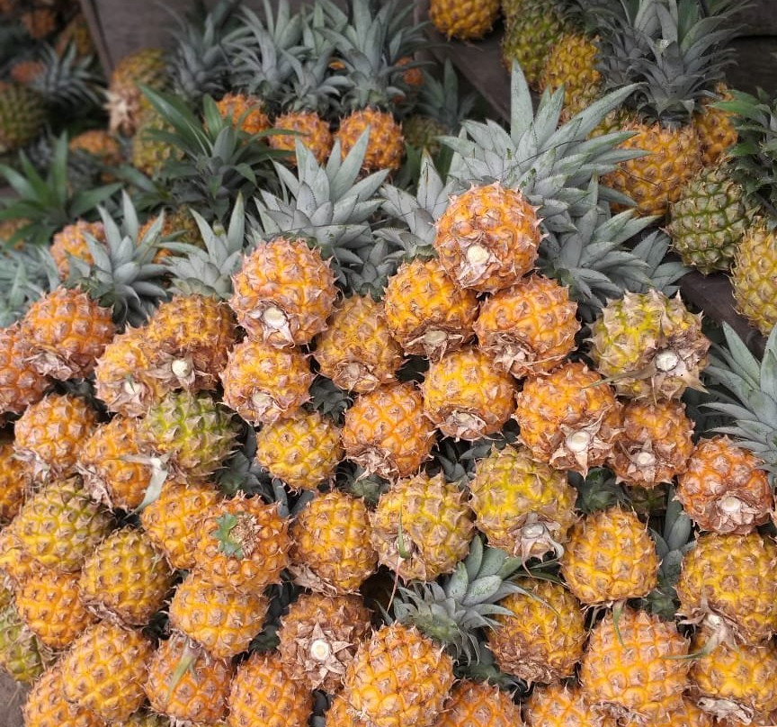 Nanas Madu Pemalang景点图片