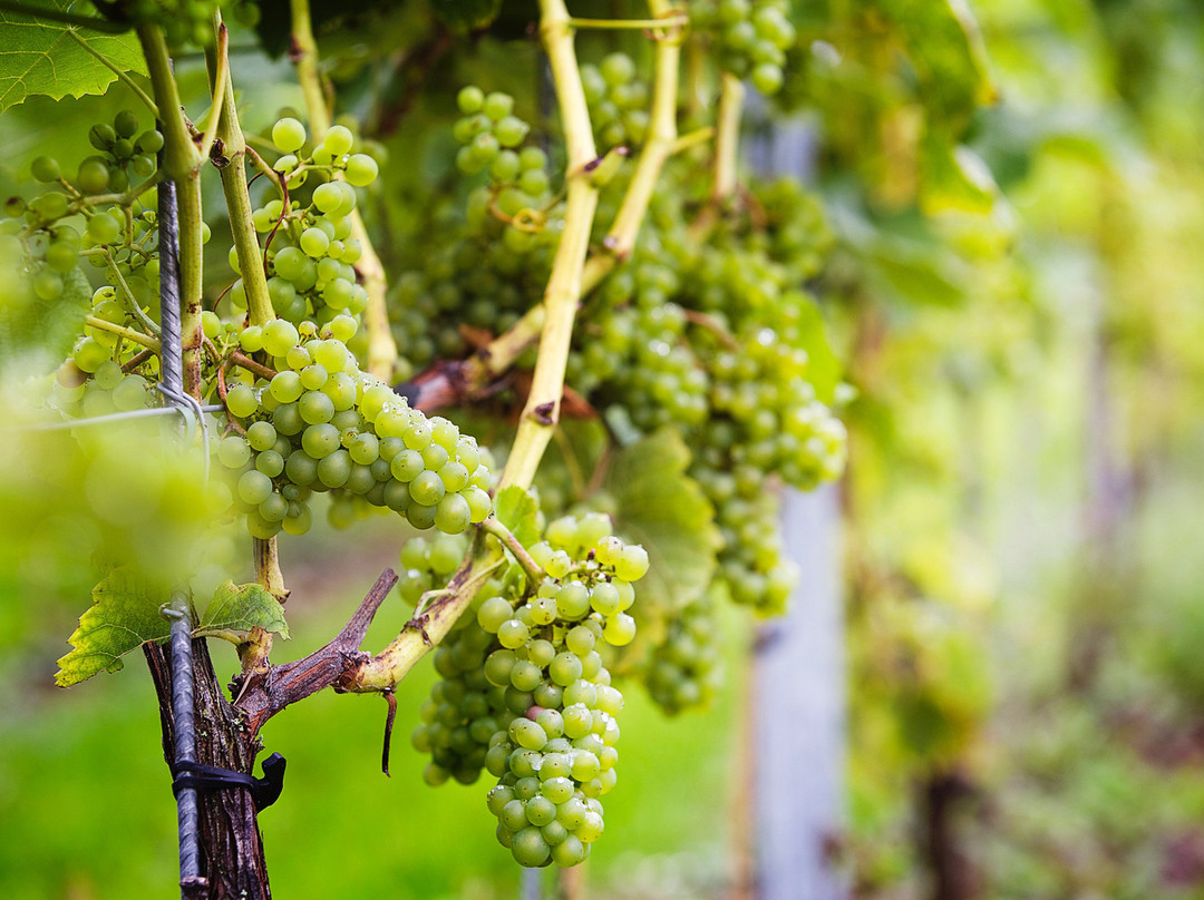 Sartshoga Wineyard B&B主图