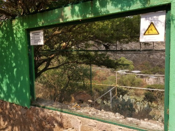 Parque Zoologico De San Luis Potosi景点图片