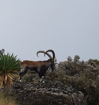 Ethiopia Trek and Tour-贡德尔必去景点