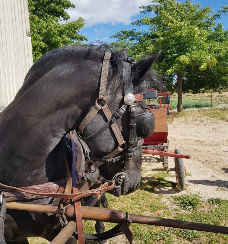 Op-Die-Berg Horse and Carriage Rides景点图片
