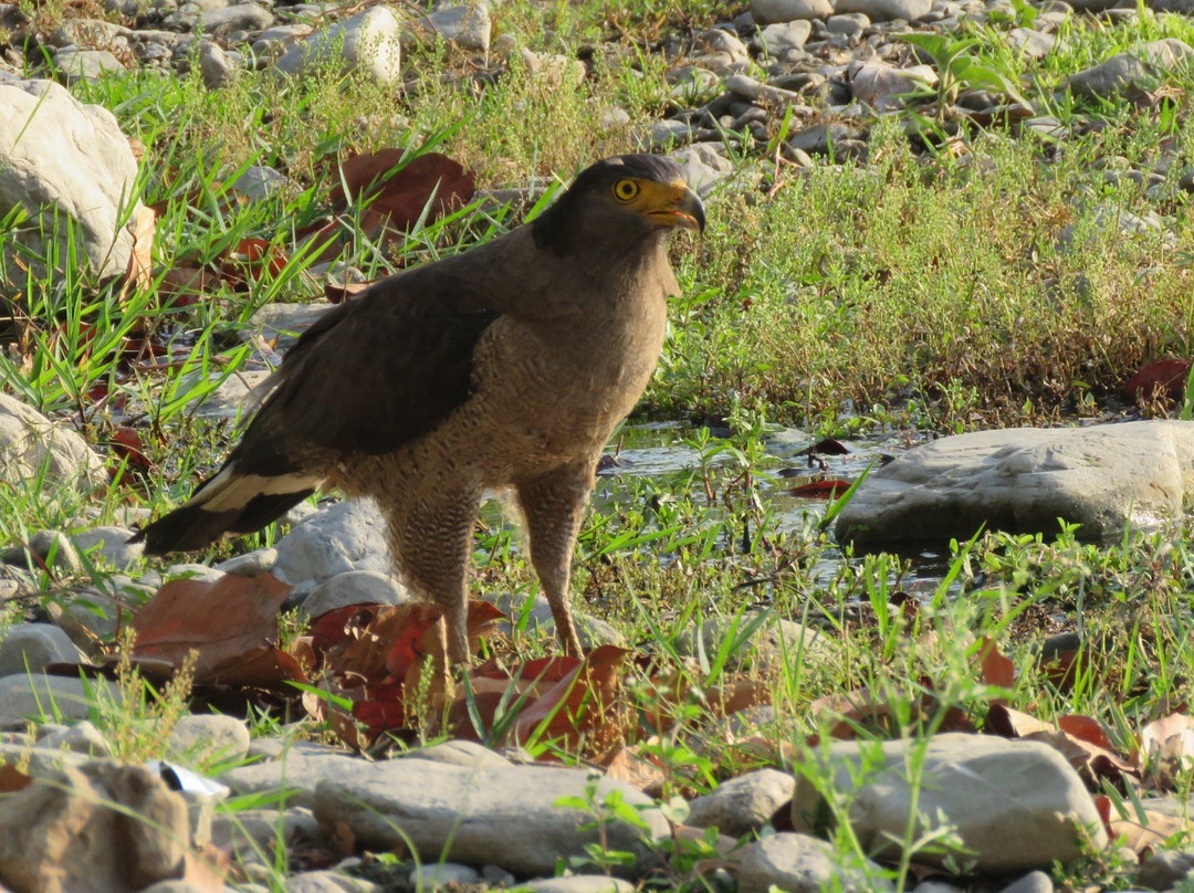 Just Safari景点图片