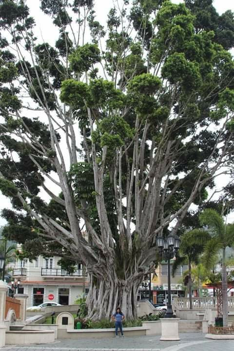 Plaza de Recreo Adjuntas-Adjuntas必去景点