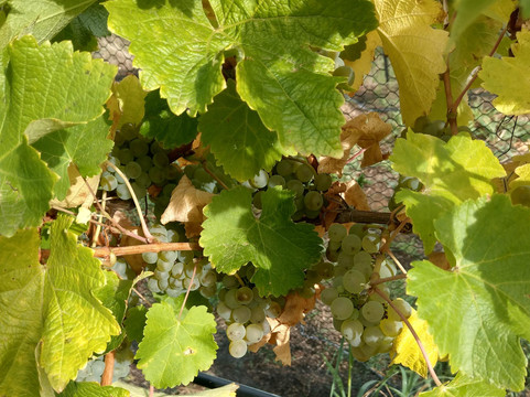 Lythgo's Row Bespoke Tours-Pontville必去景点