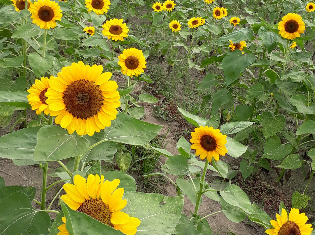 Mariano's Blooming Agri-Tourism Park景点图片