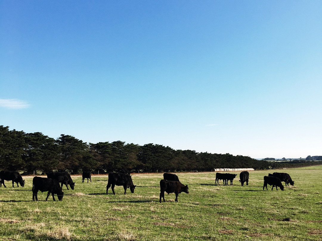 Bimbadeen Phillip Island-Ventnor必去景点