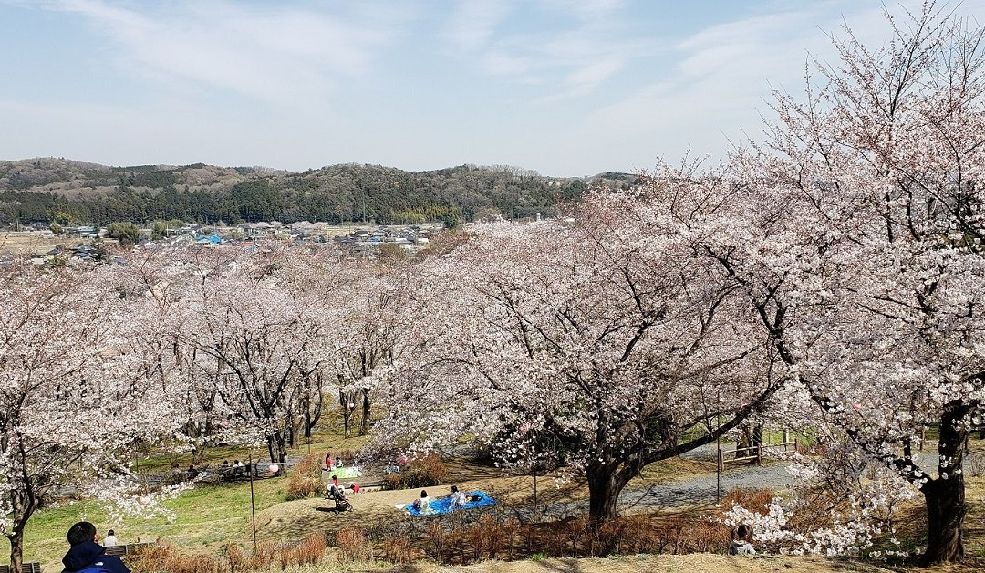 Sakuranoyama Park-越生町必去景点