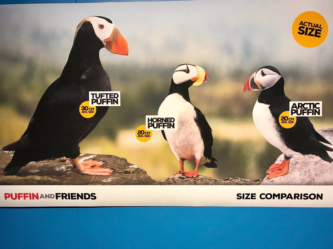 Puffin and Friends-Saudarkrokur必去景点