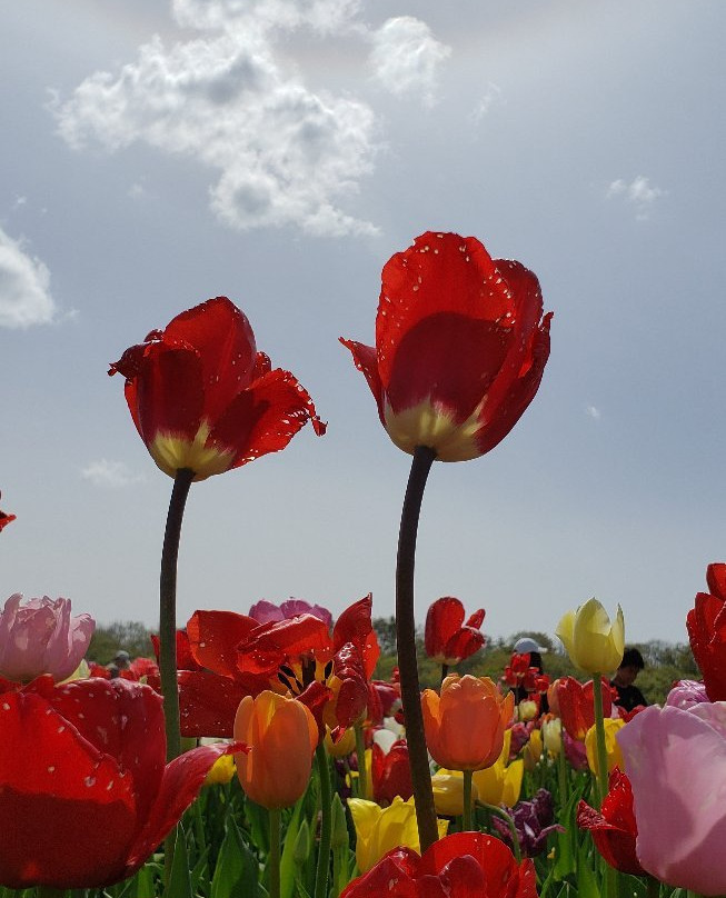 Echigo Hillside Park-长冈市必去景点