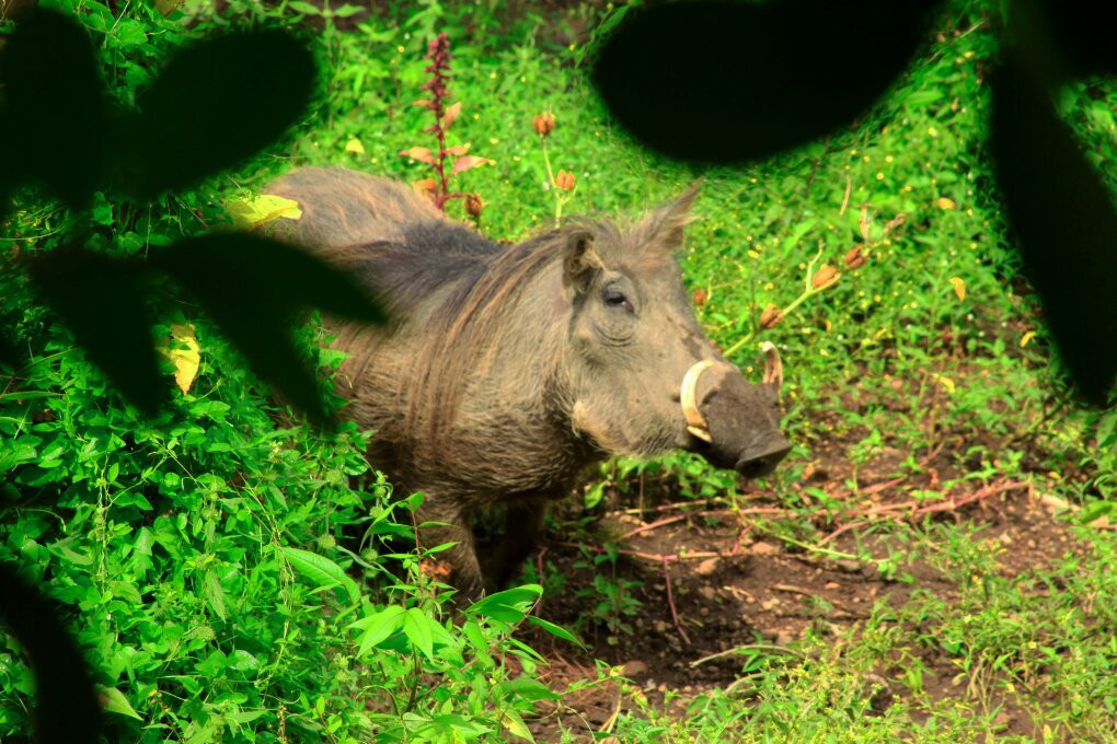 Ifisi Zoo-姆贝亚必去景点