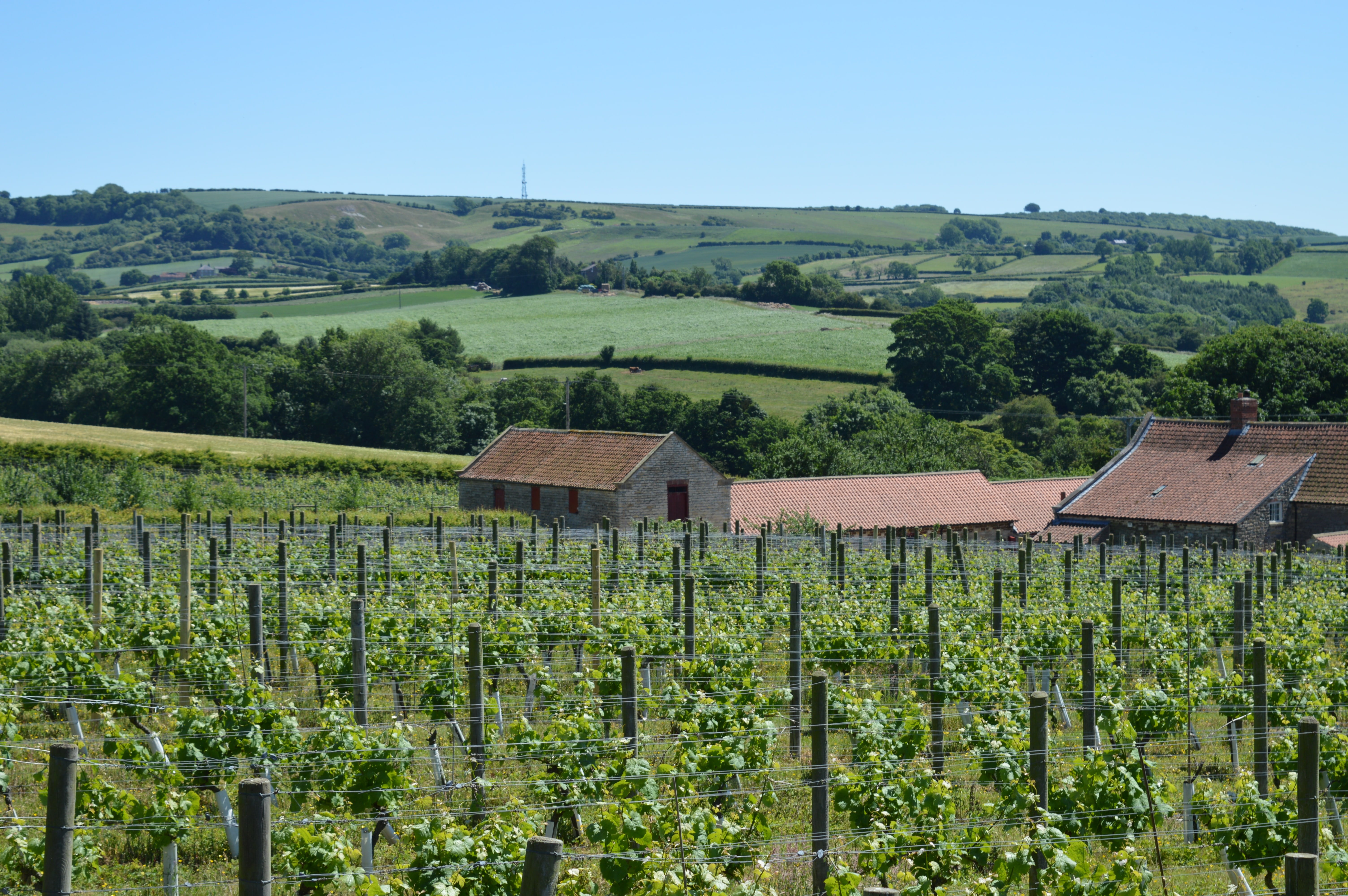 Ryedale Vineyards-官方