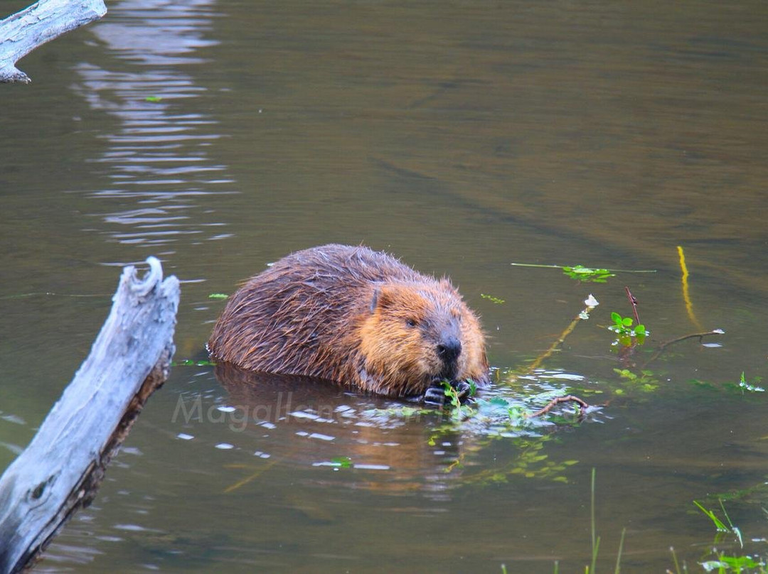 Karukinka Natural Park-Timaukel必去景点