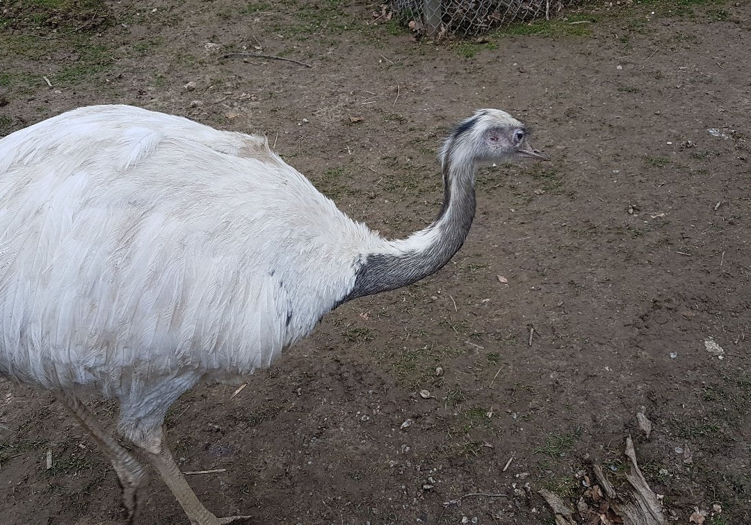 Bretten Tierpark景点图片