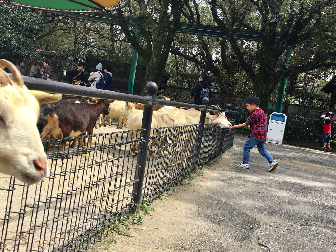 Miyazaki City Phoenix Zoo-宫崎市必去景点