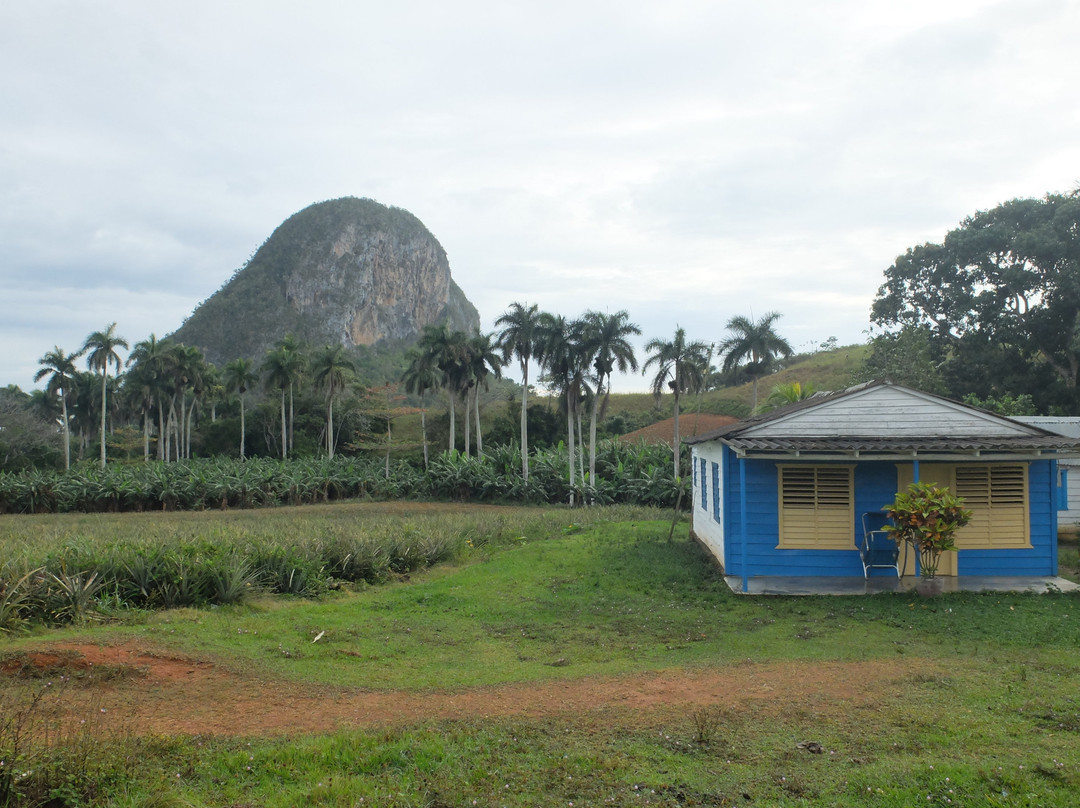 Vinales Roots景点图片