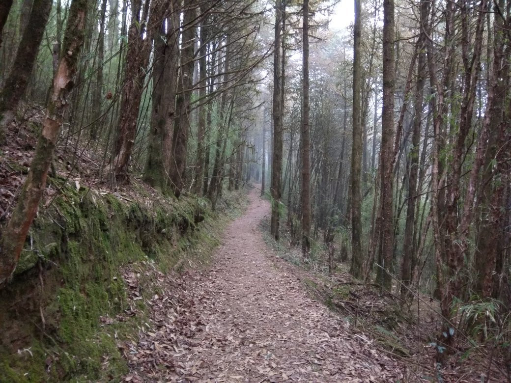 Varsey Rhododendron Sanctuary景点图片