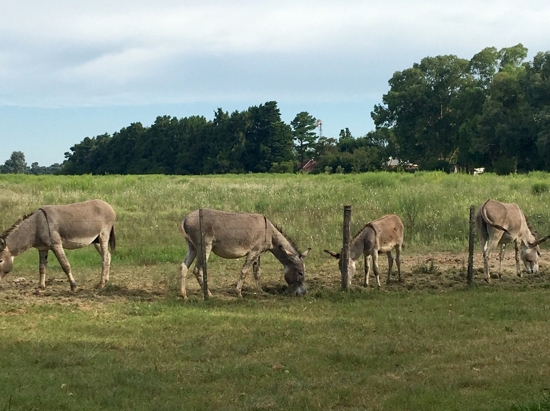 Estancia El Cencerro主图