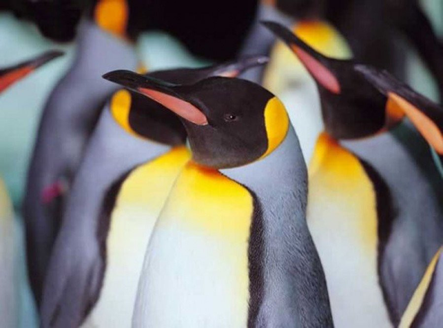 Parque Pinguino Rey景点图片