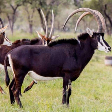 Matebele Royal Safaris-布拉瓦约必去景点