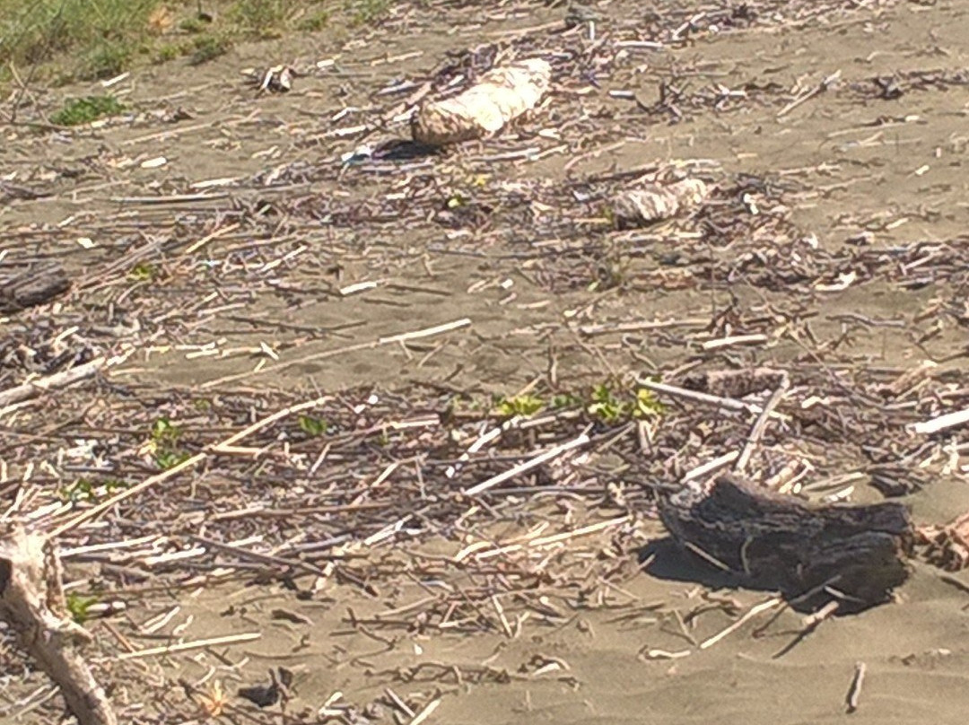 Seasun Beach Resort & Hotel主图