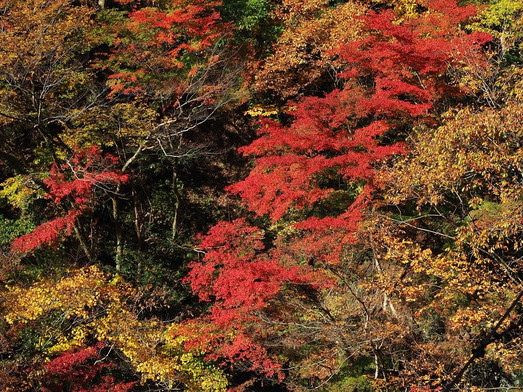 Sogaku Valley-奥多摩町必去景点