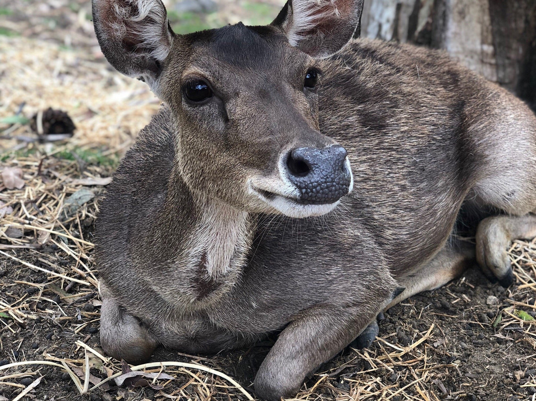 Lyell Deer Sanctuary景点图片