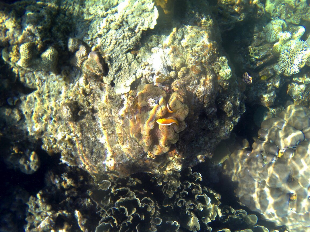 Small Lagoon Reef景点图片