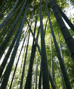 Hokoku-ji Temple Bamboo Grove景点门票图片