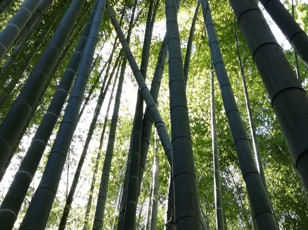 Hokoku-ji Temple Bamboo Grove-镰仓市必去景点