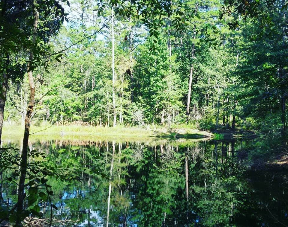 Davy Crockett National Forest景点图片